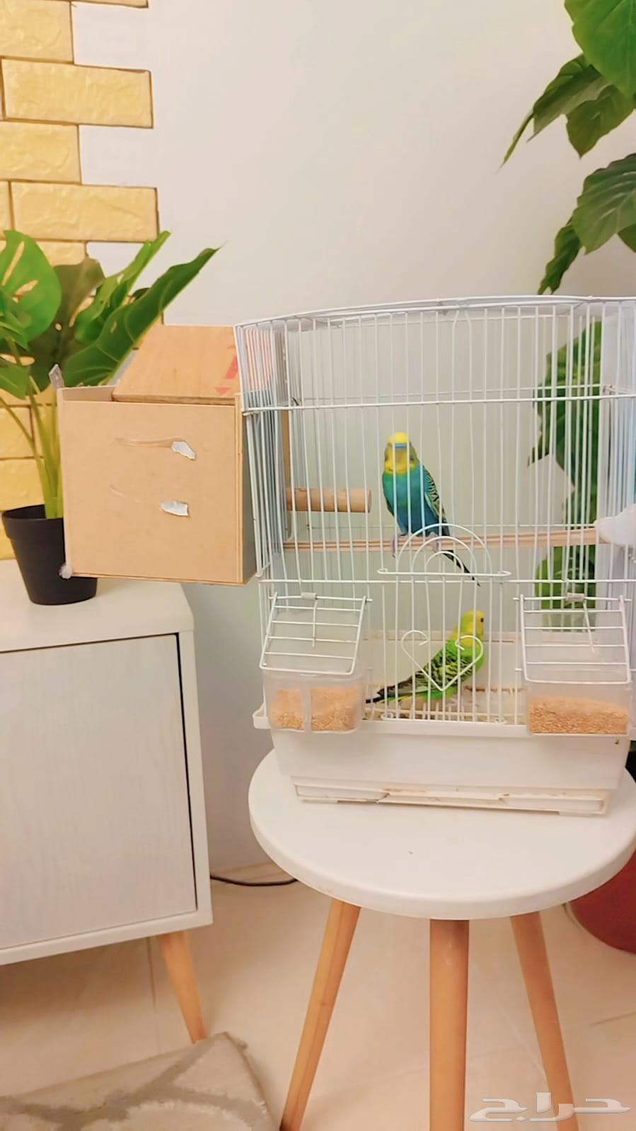 للبيع جوز بادجي نظيف منتج D264613777719809110