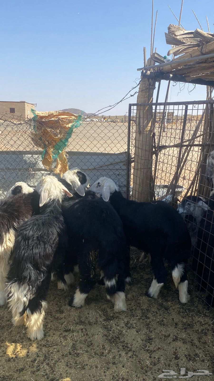 خرفان نجد ذبايح طيبه64609598495362112