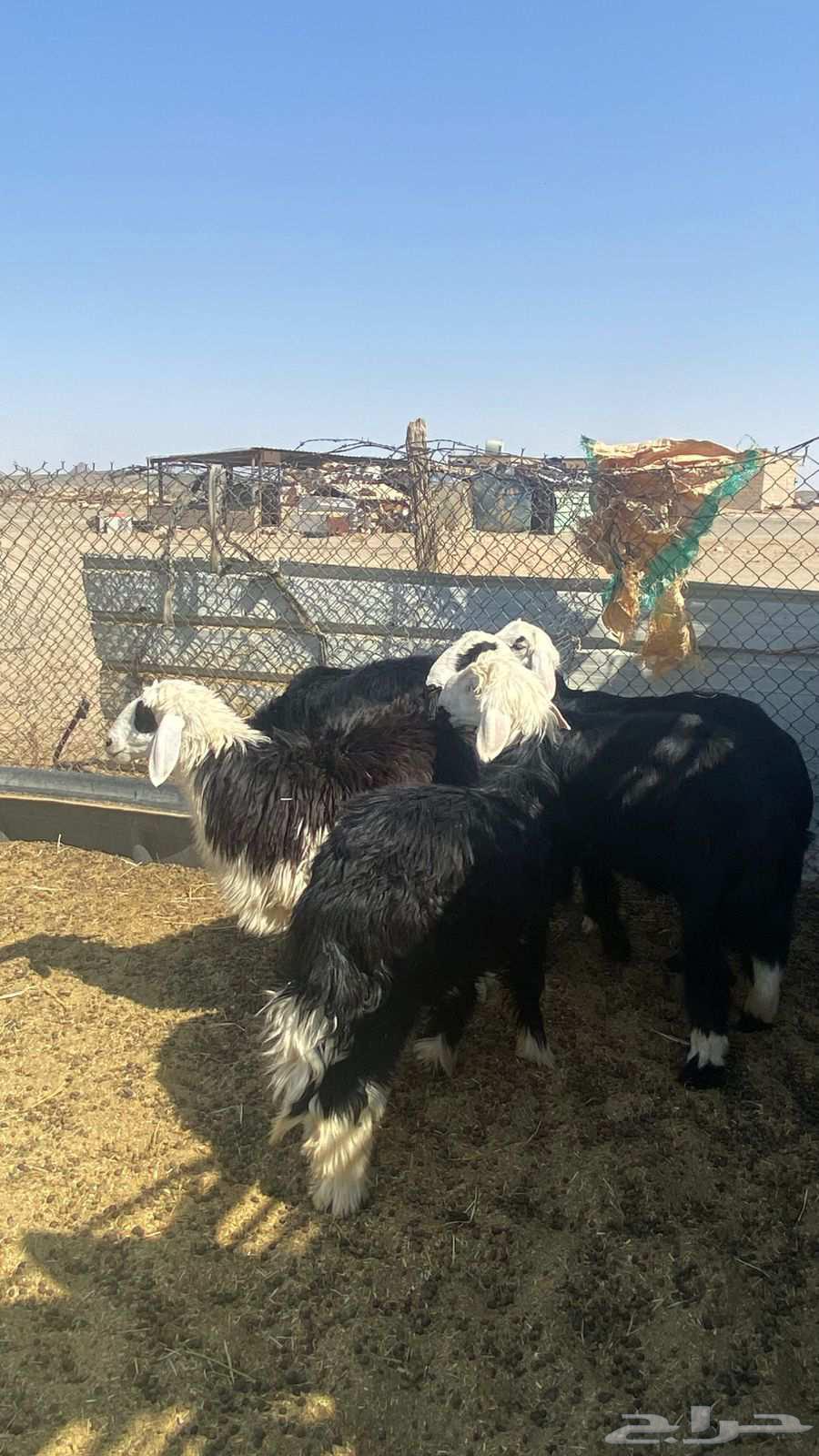 خرفان نجد ذبايح طيبه64609598495362111