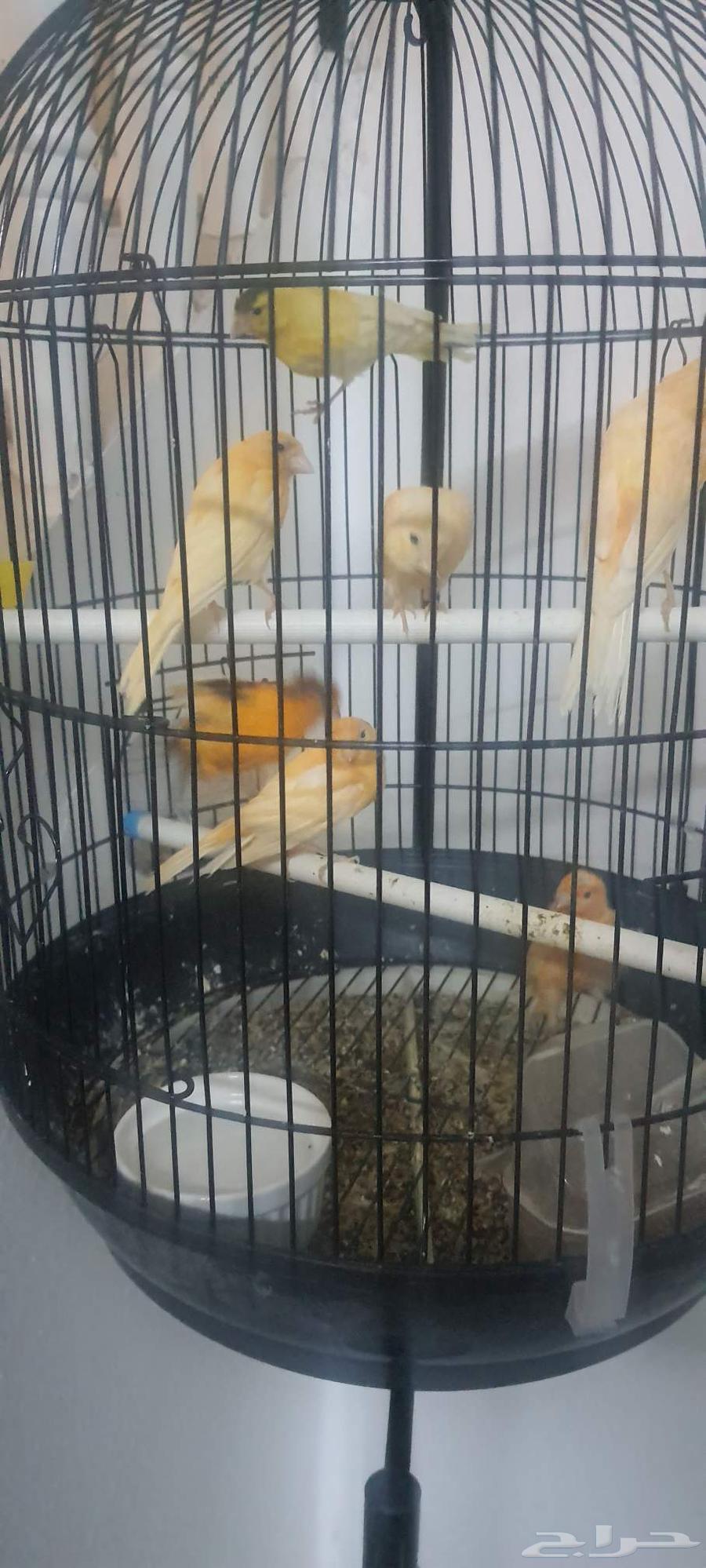 7 كناري وواحد تعبان64611267455873110