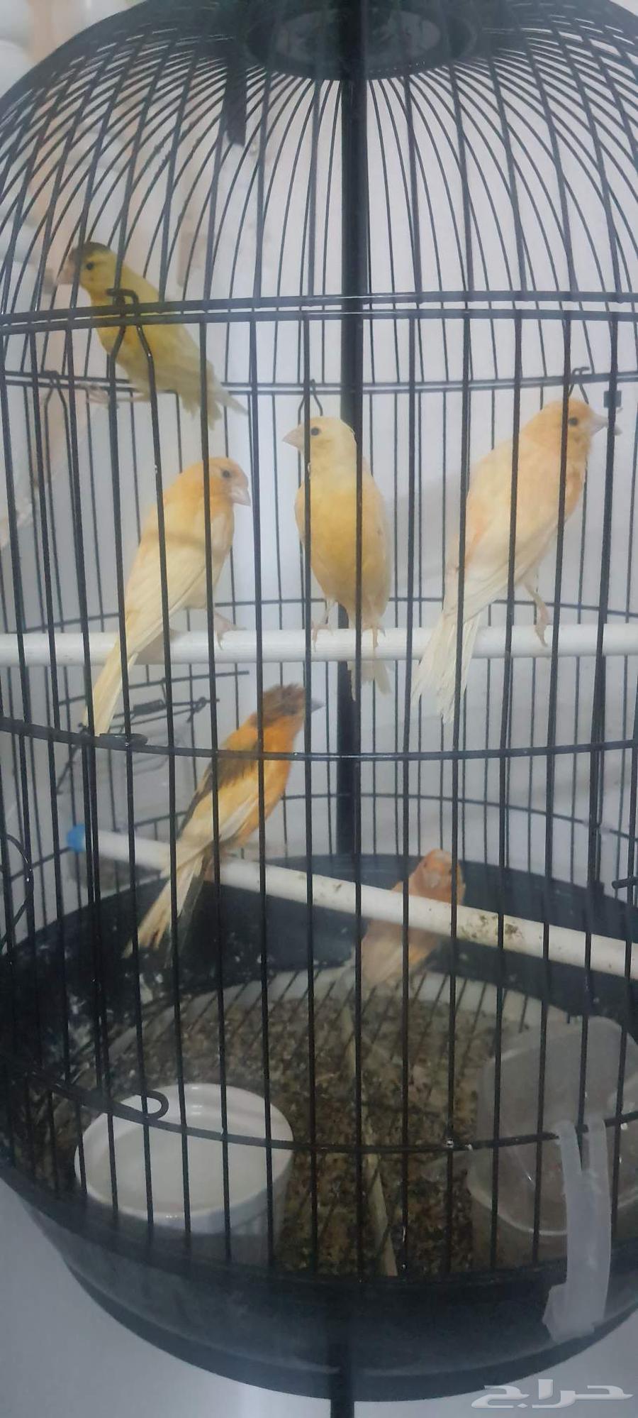 7 كناري وواحد تعبان64611267455873111