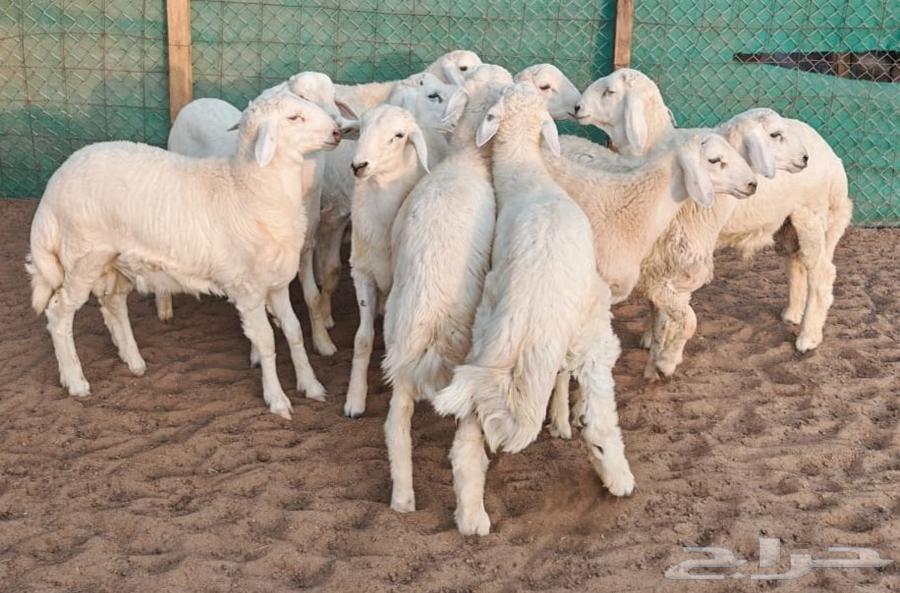 طليان حرية صافية ومقفلة شحم ولحم64614658522754112