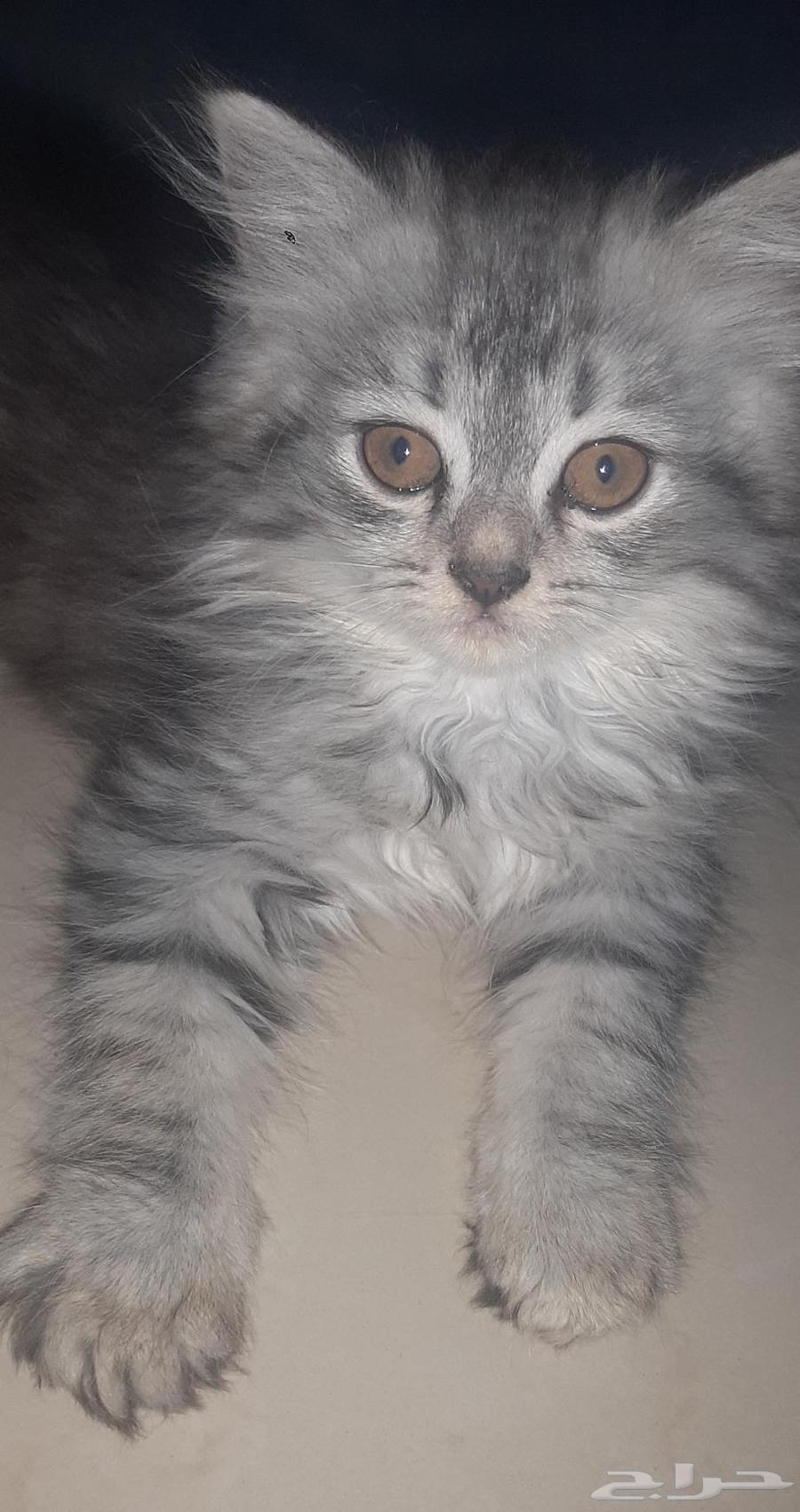 Cats64606661008642110