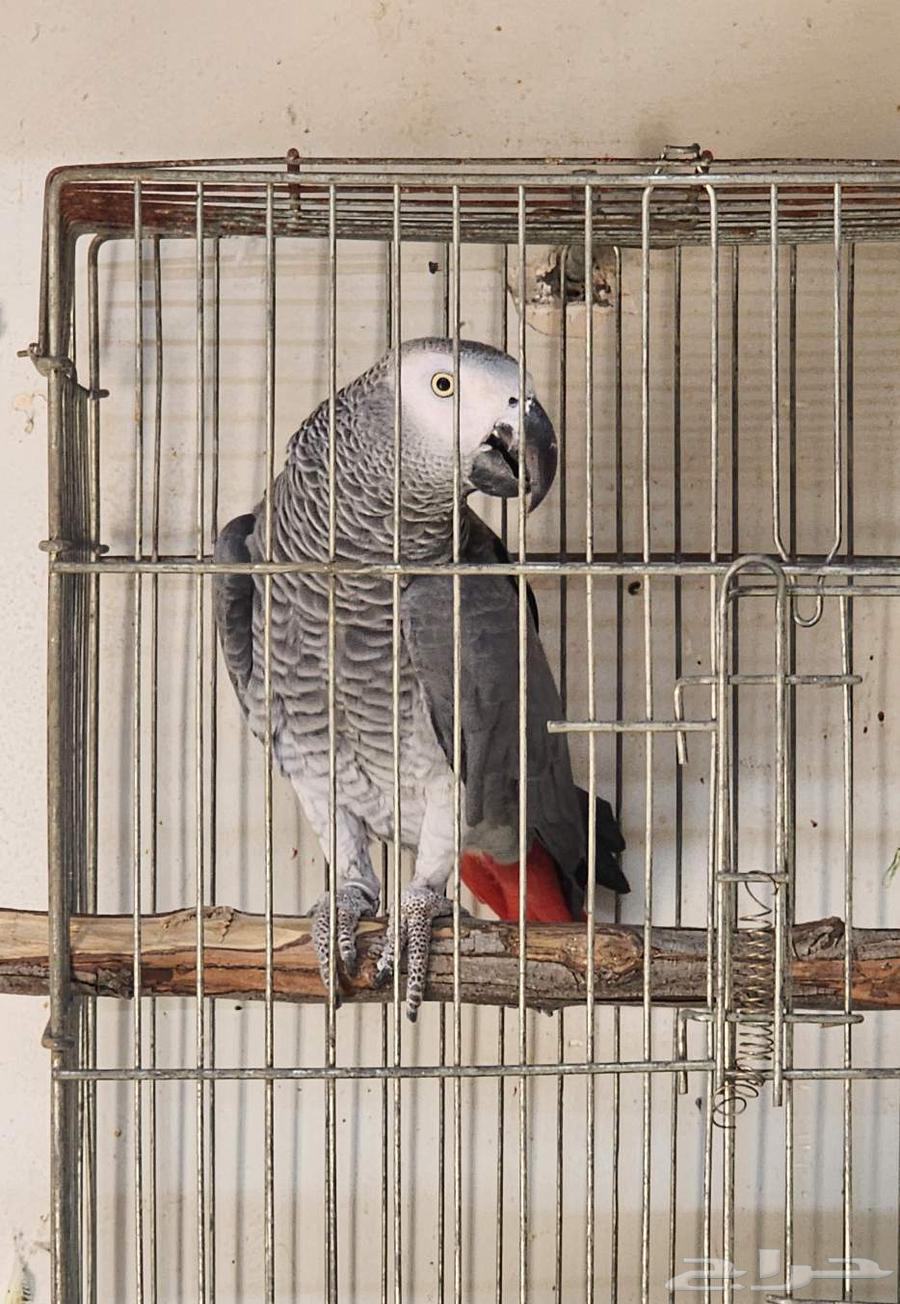 Kasko analyst rooster64606947534594110