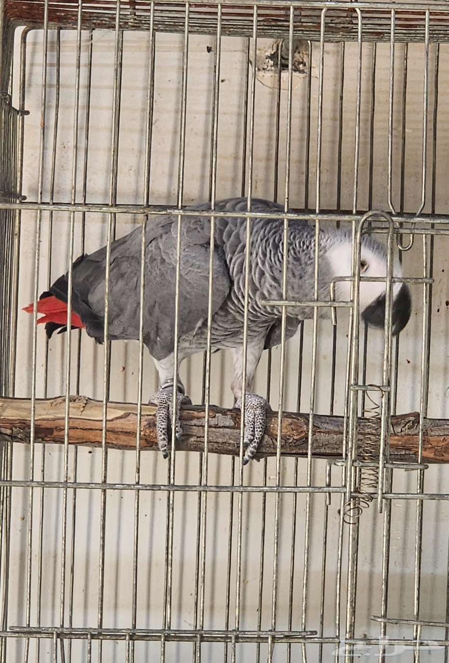 Kasko analyst rooster64606947534594111