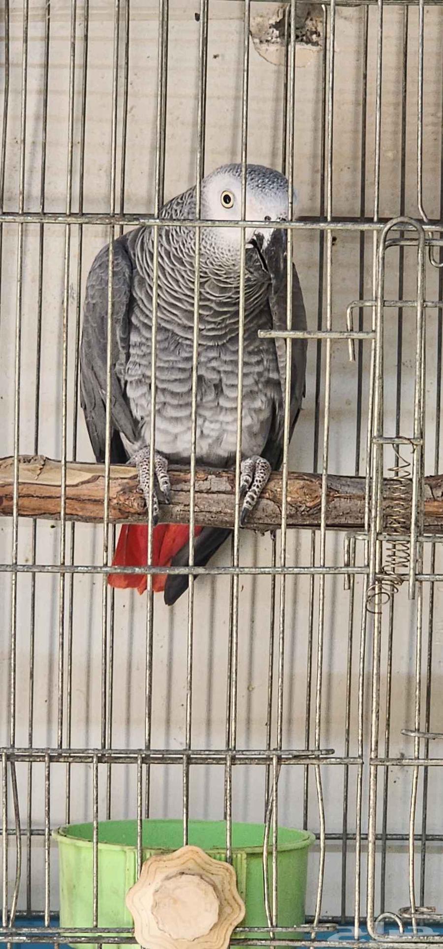 Kasko analyst rooster64606947534594114