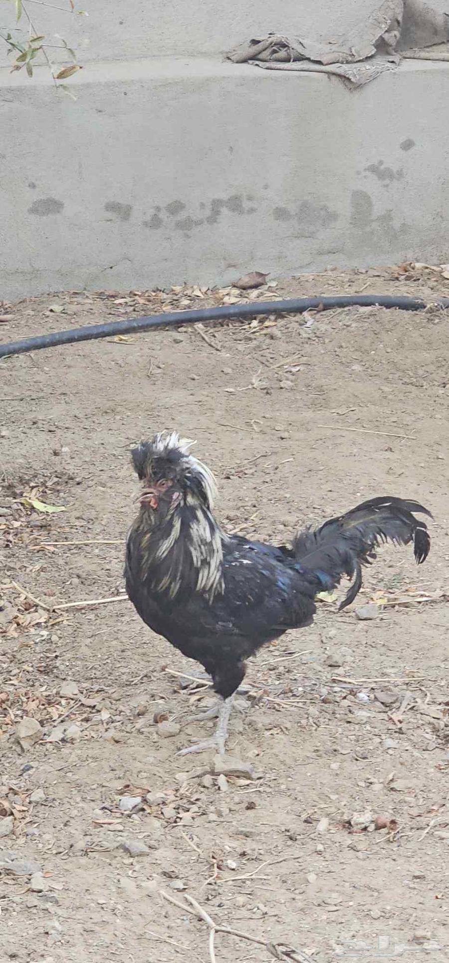 ديوك براهاما للبيع احجام كبيره64615596188929111