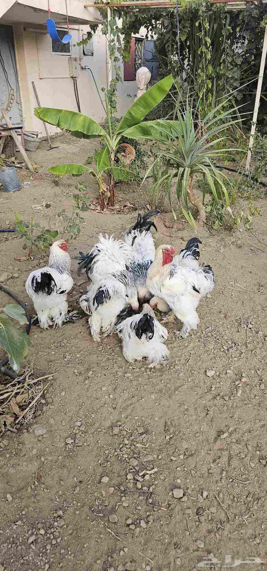 ديوك براهاما للبيع احجام كبيره64615596188929110