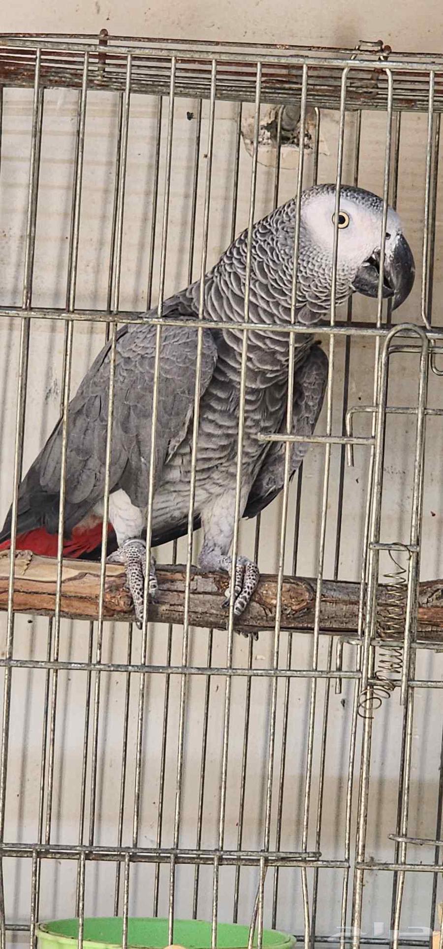 Kasko analyst rooster64606947534594113