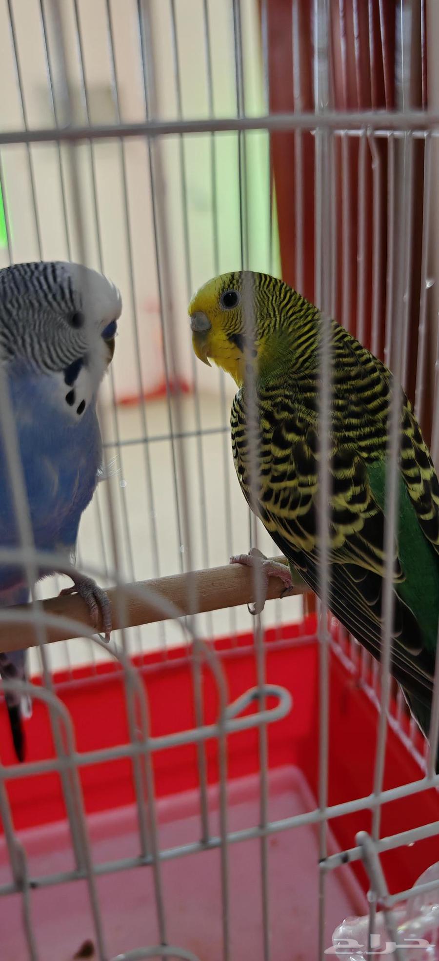 بادجي أليف64611380328962112