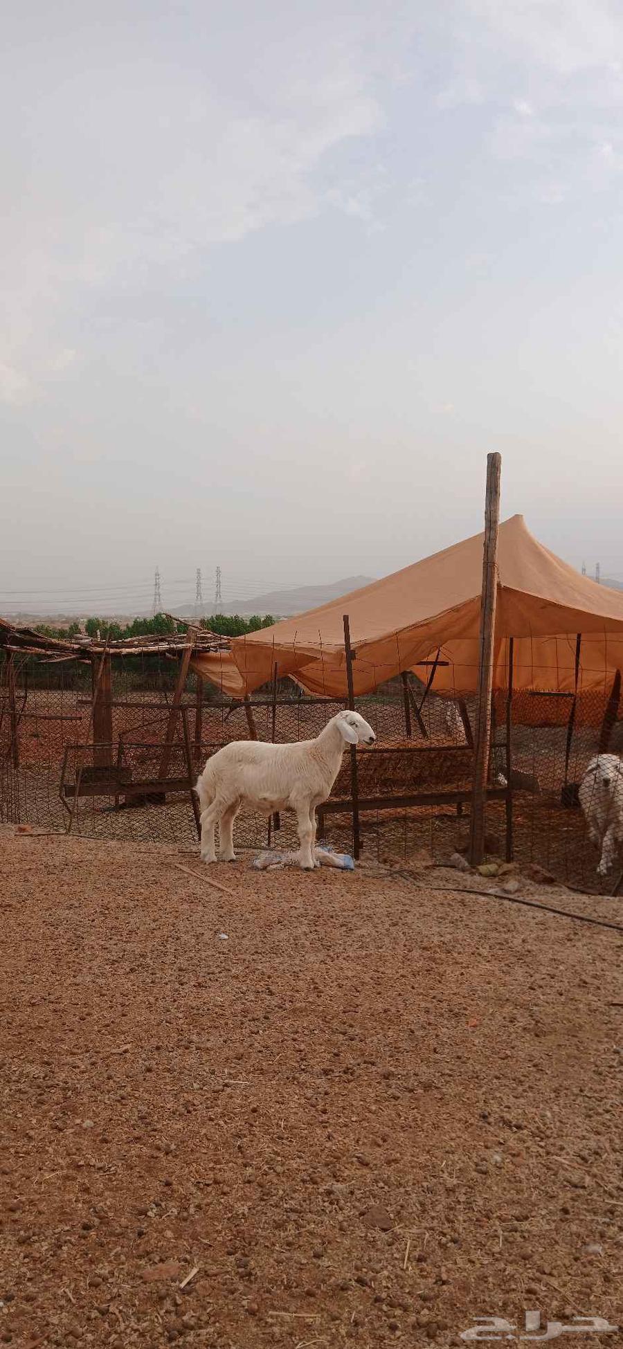 طلي للبيع64613482980737112