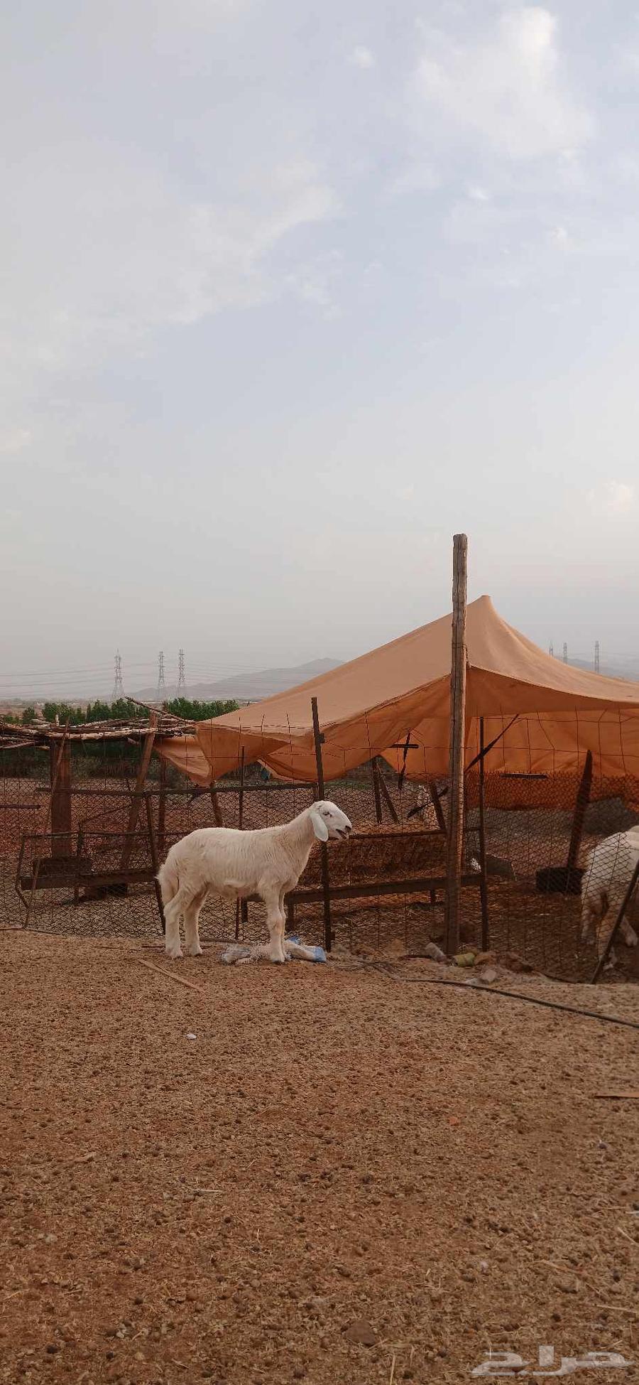 طلي للبيع64613482980737110