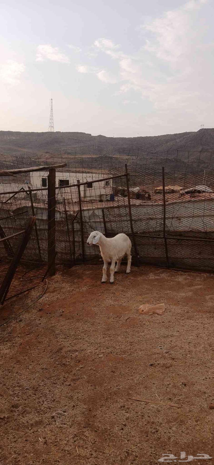 طلي للبيع64613482980737111