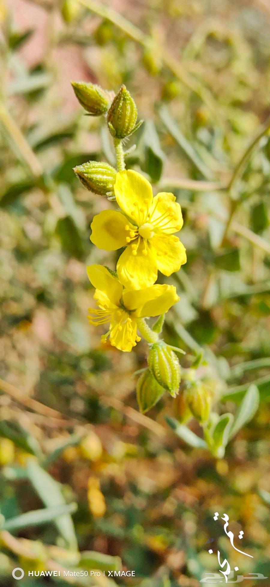 بذور الرقروق المنبتة للفقع الزبيدي64613325171203110