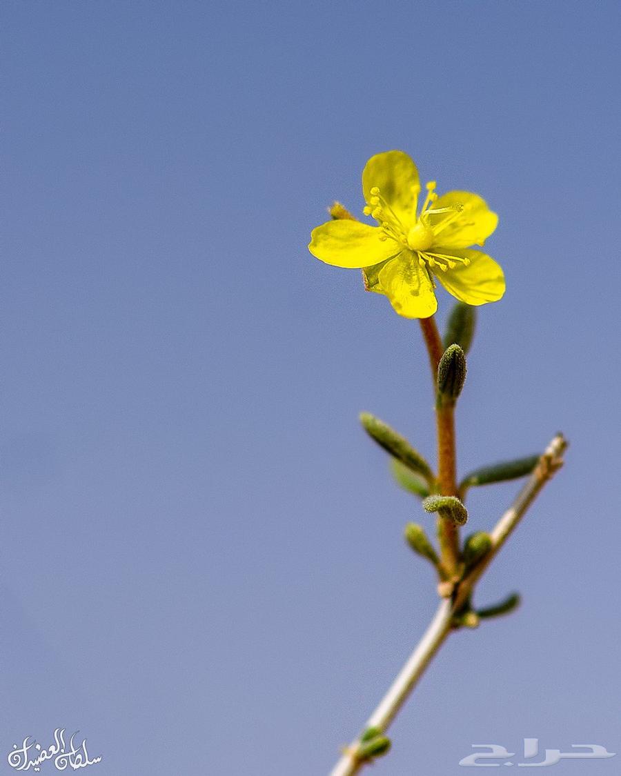 بذور الرقروق المنبتة للفقع الزبيدي64613325171203114