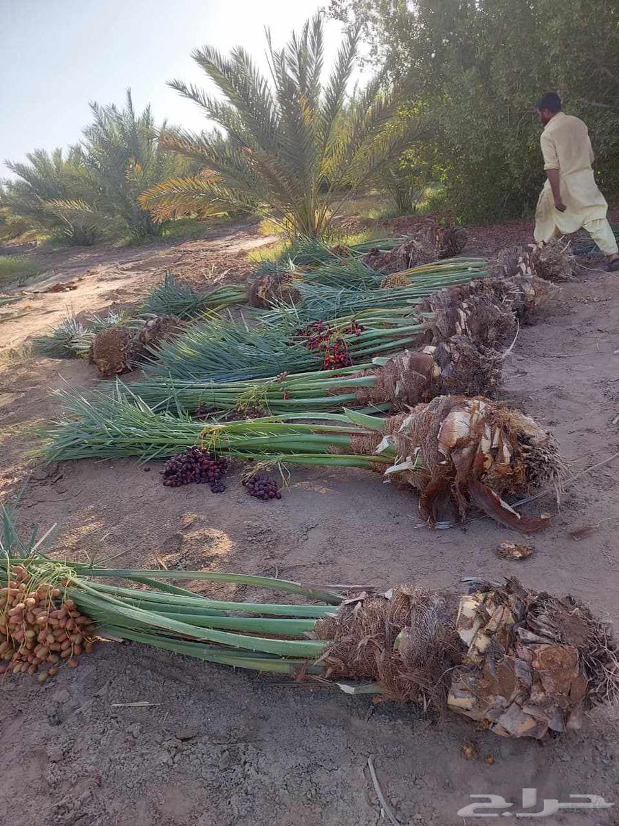 Date palms for sale in Mecca, Jeddah, Taif - date palms of all types and sizes64606262754818112