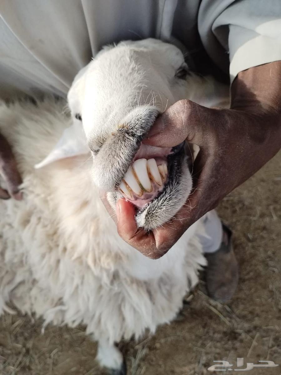 Stallion for sale with production image64611380344833110