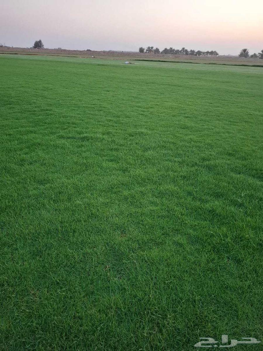 Natural Cynodon Dactylon (C2000) Turf: Pure, High-Quality, Aesthetically Pleasing, and Heat- and Cold-Tolerant Grass with Rapid Growth64607408463745113