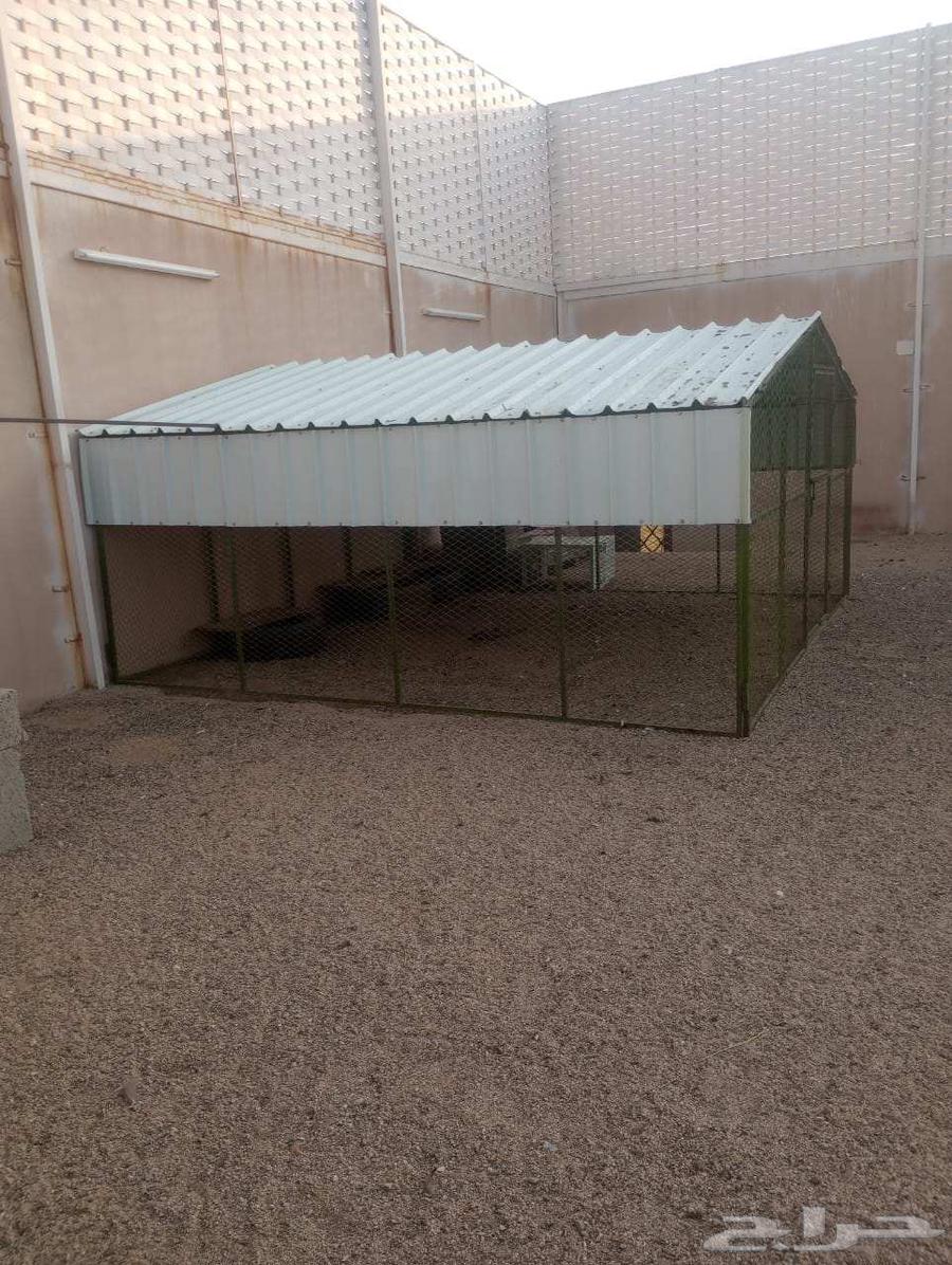 قفص او شبك 4 في 464613937794306110