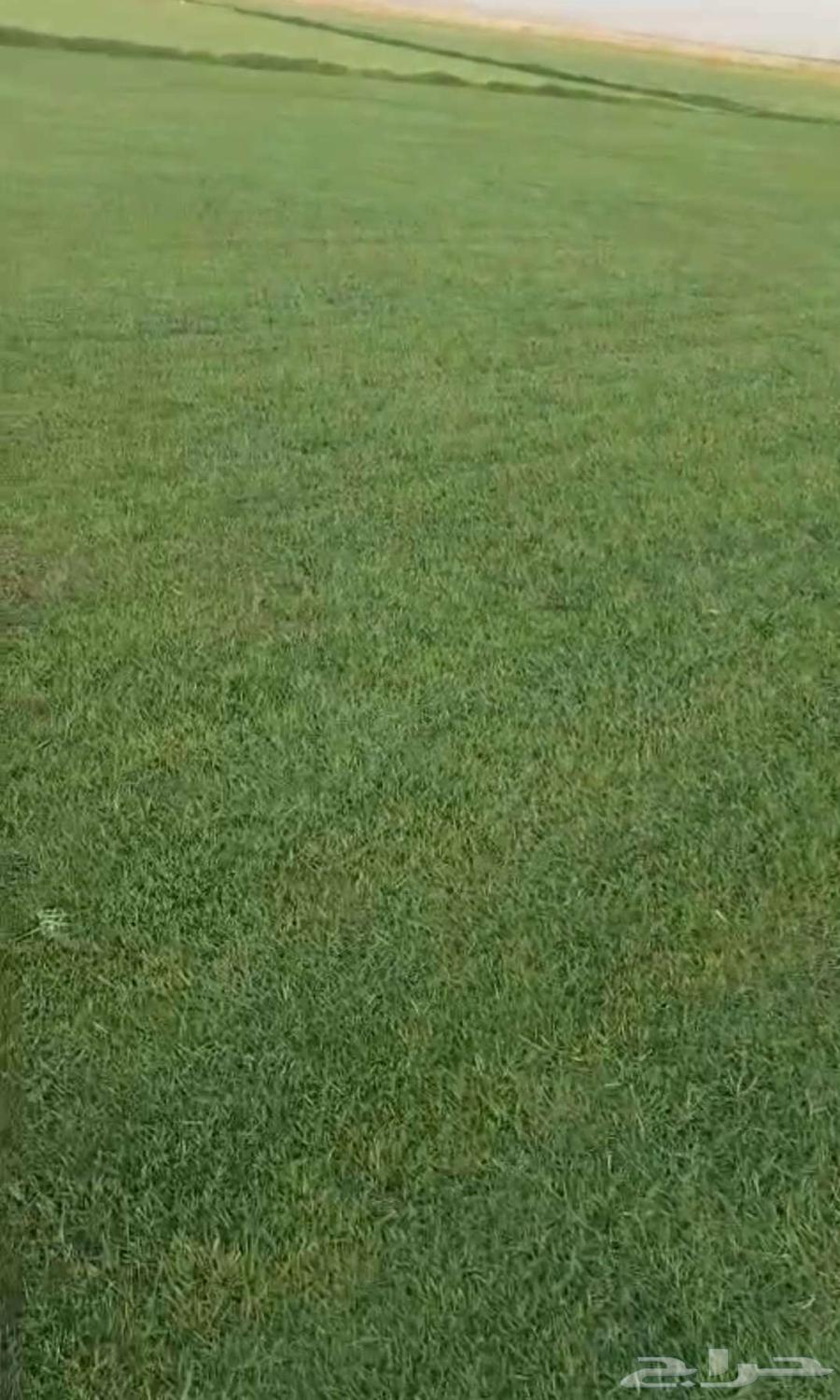 ثيل طبيعي C2000 درجه اولى صافي64621330194049111