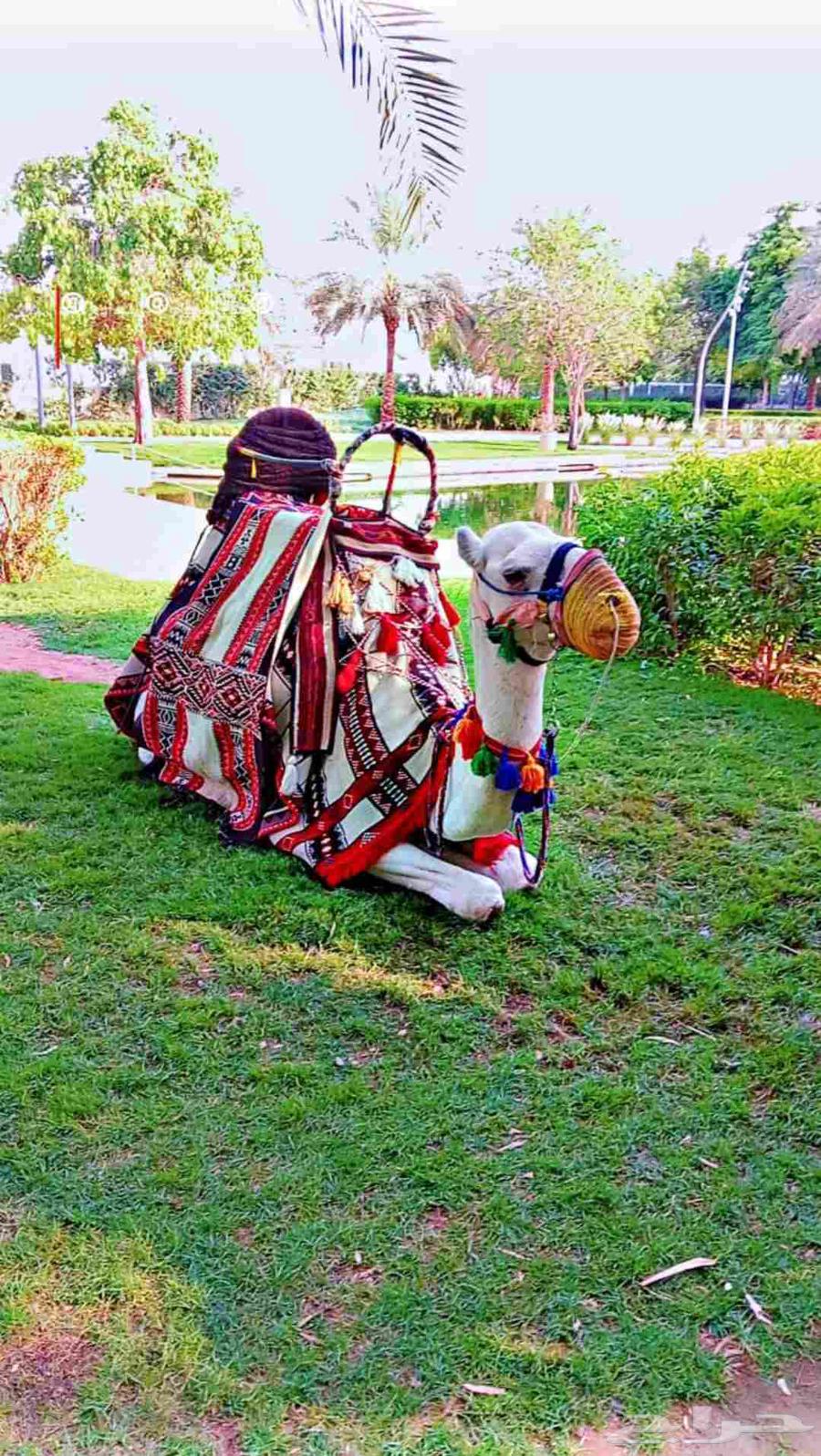 خيول وجمال للإيجار64624450079362110