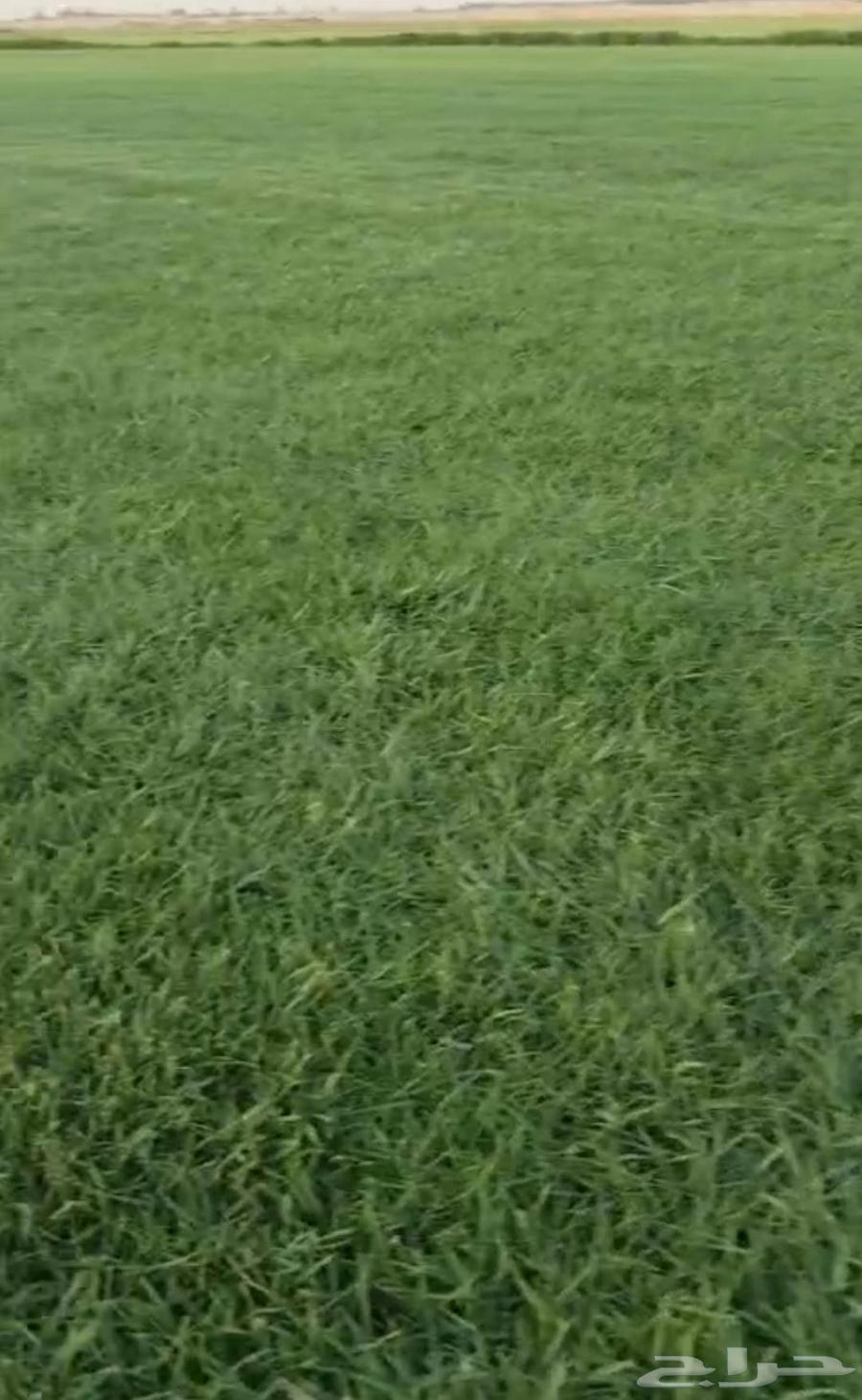 ثيل طبيعي C2000 درجه اولى صافي64621330194049110