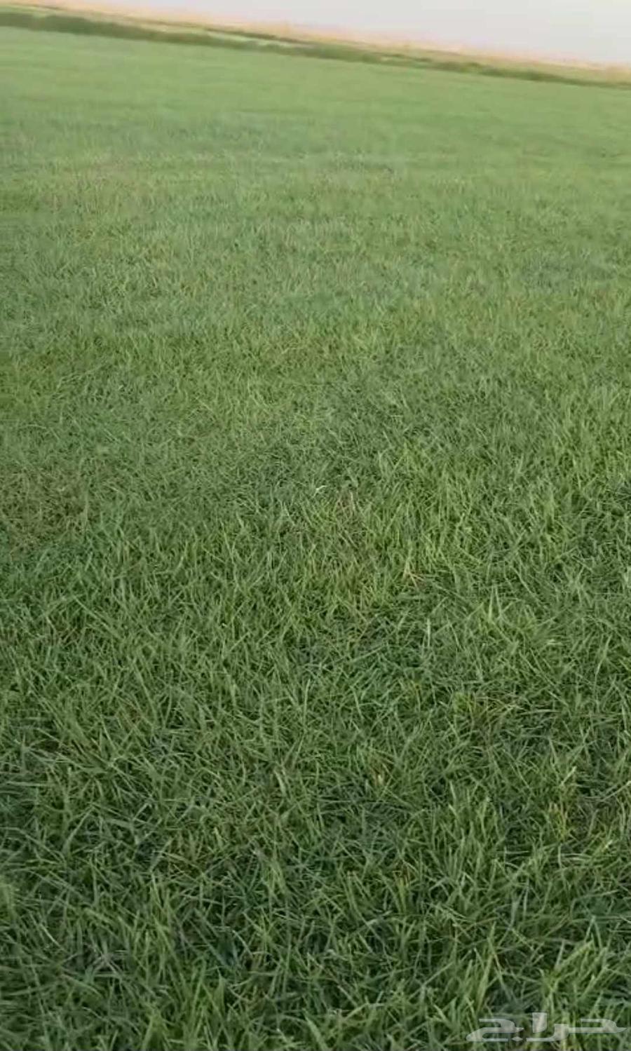 ثيل طبيعي C2000 درجه اولى صافي64621330194049112