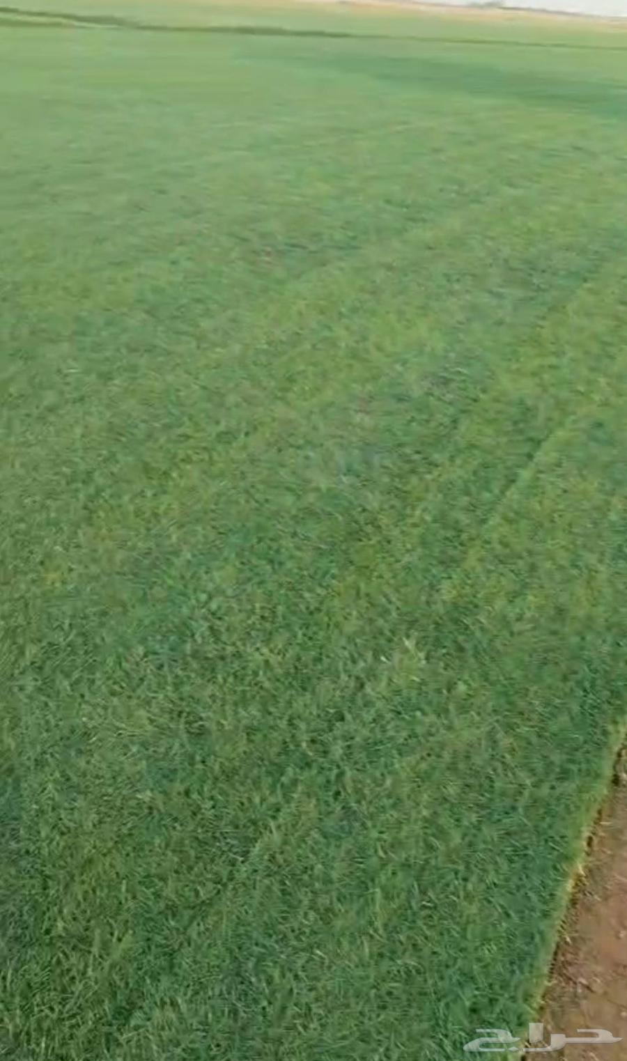 ثيل طبيعي C2000 درجه اولى صافي64621330194049113