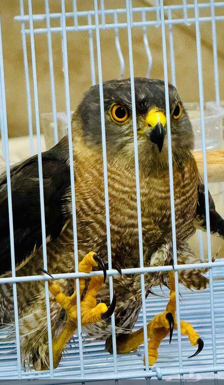 Falcon Bird64626041936001110