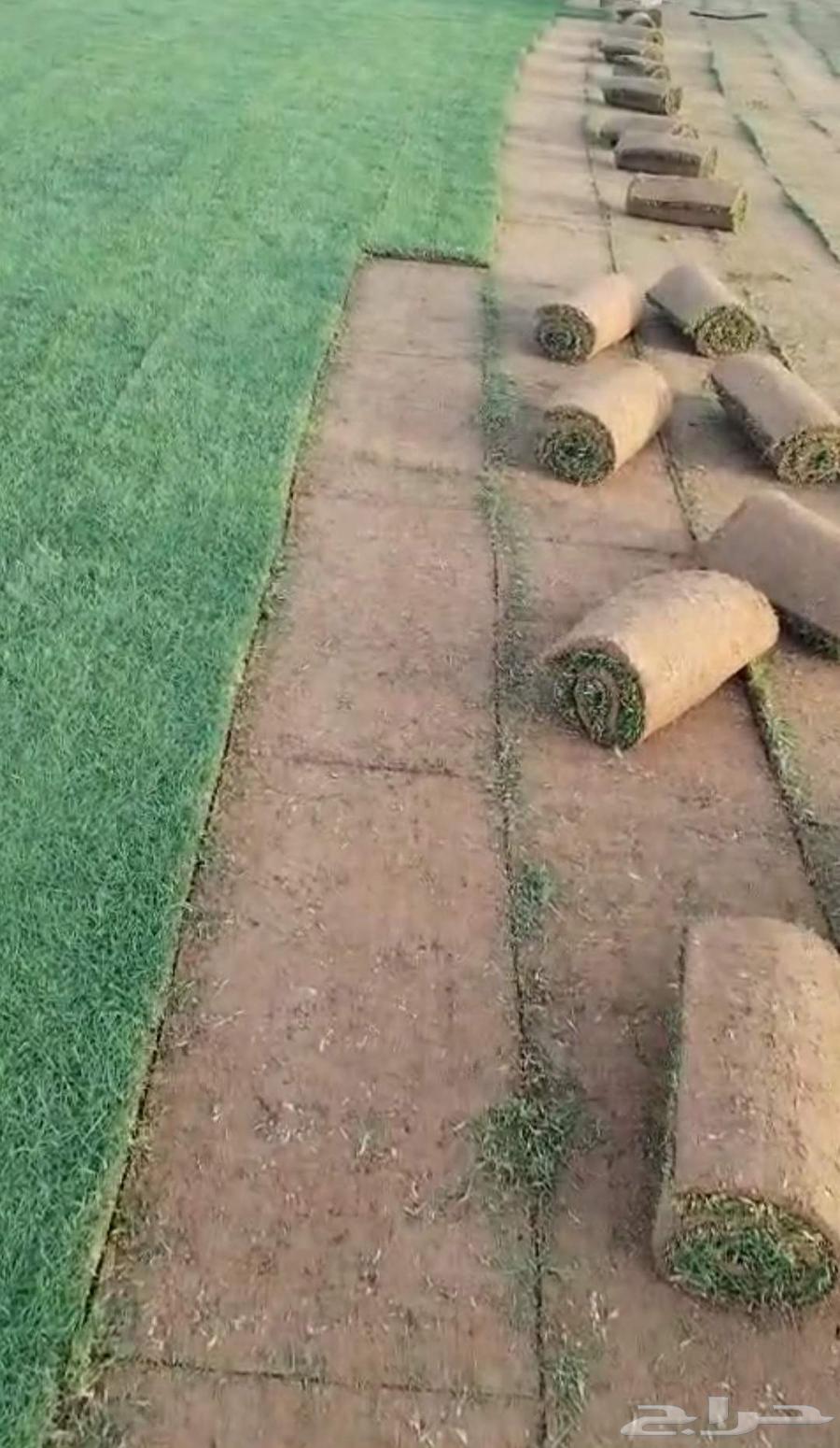 ثيل طبيعي C2000 درجه اولى صافي64621330194049114