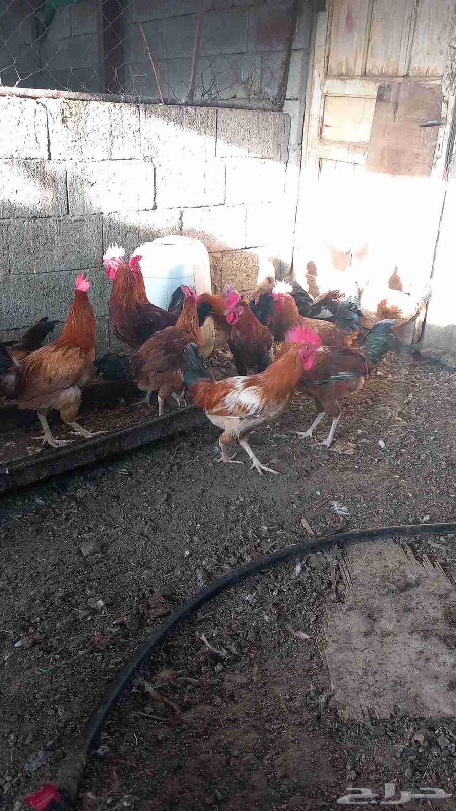 Dikah, 4 months old, guaranteed as per conditions; price starts from 5064622302649987110