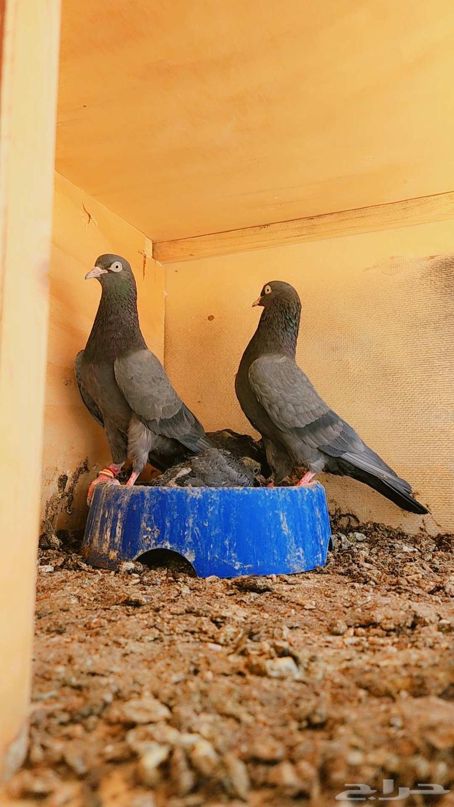 طبه حمام باكستاني تيدي كالو Top64616678267906112