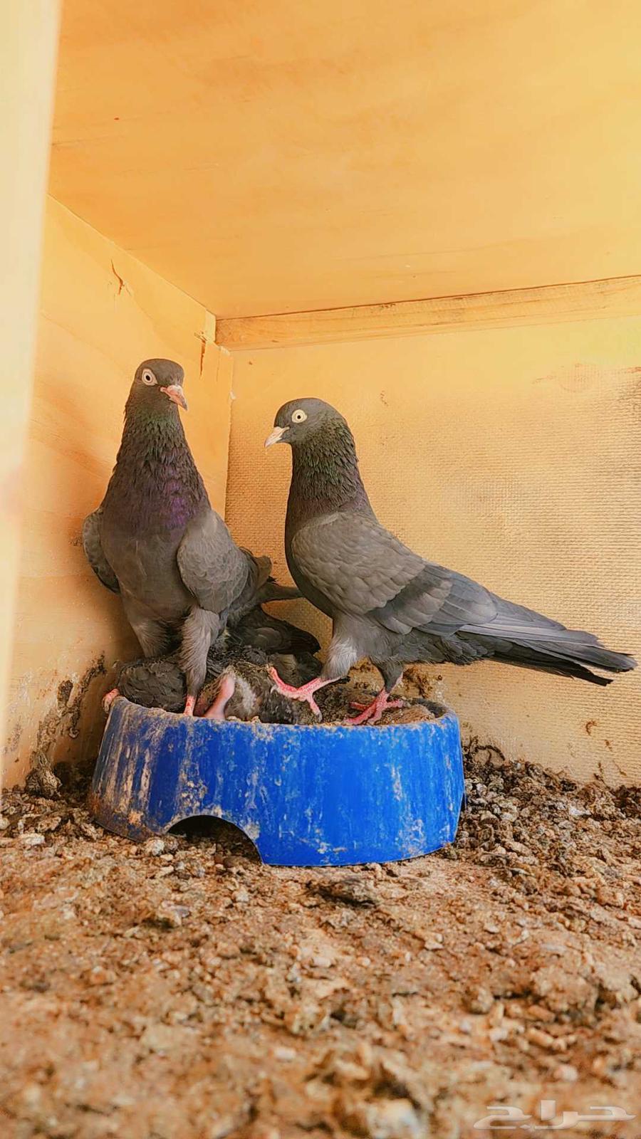 طبه حمام باكستاني تيدي كالو Top64616678267906110