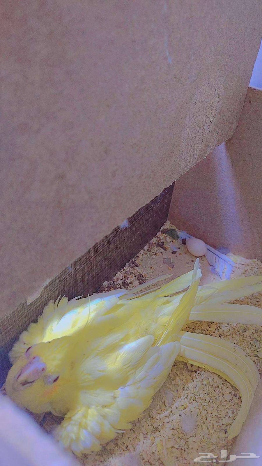 Female Dove, Productive—Masha'Allah! She Has Eggs and Is Shown in Videos64617389335170110