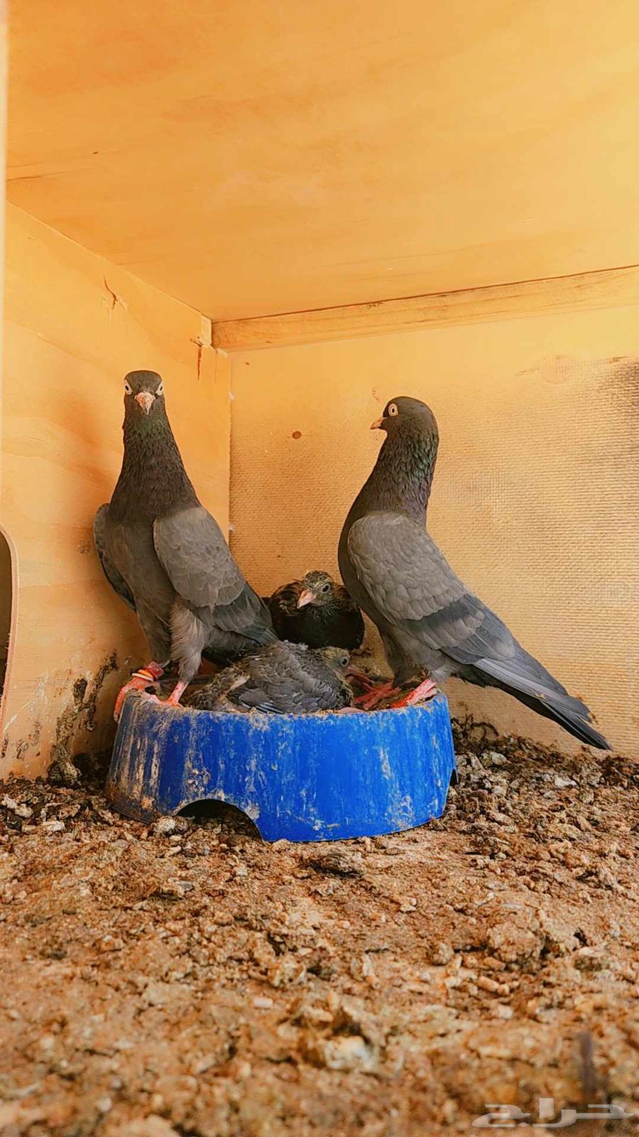 طبه حمام باكستاني تيدي كالو Top64616678267906111