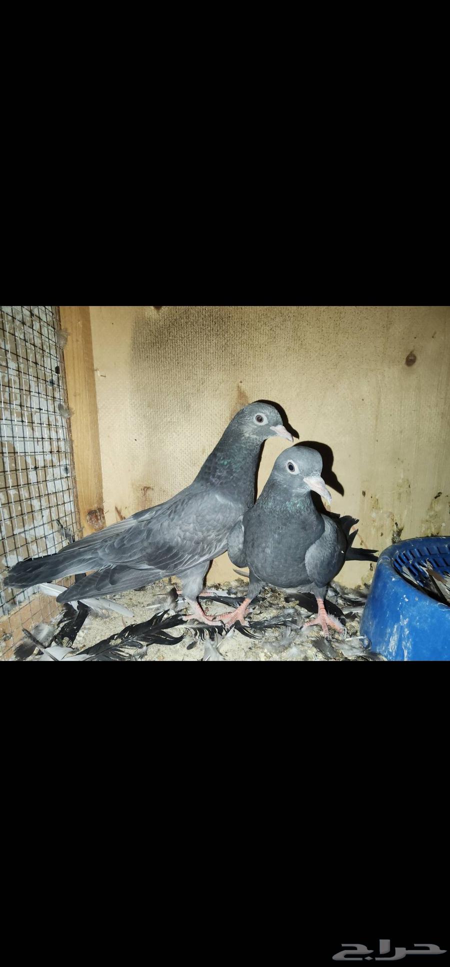 طبه حمام باكستاني تيدي كالو Top64616678267906114