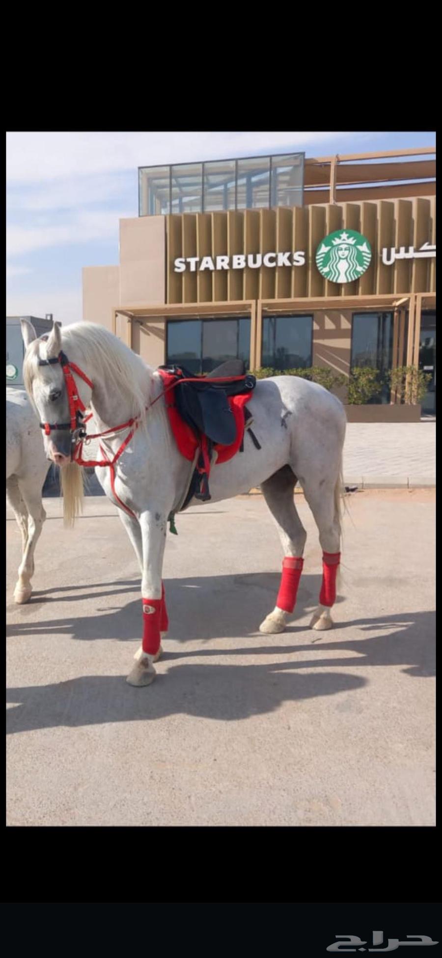 خيول وجمال للإيجار64624450079362113