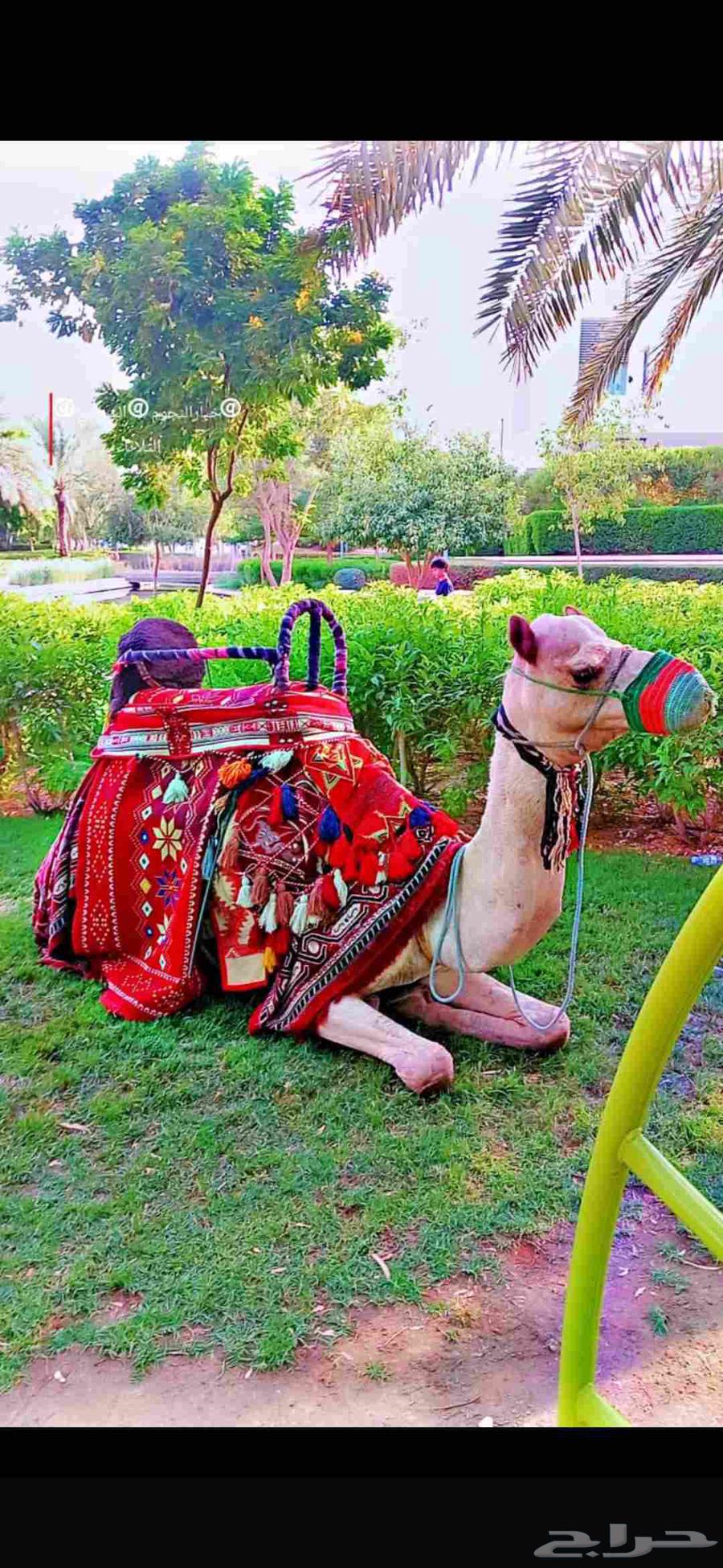 خيول وجمال للإيجار64624450079362111