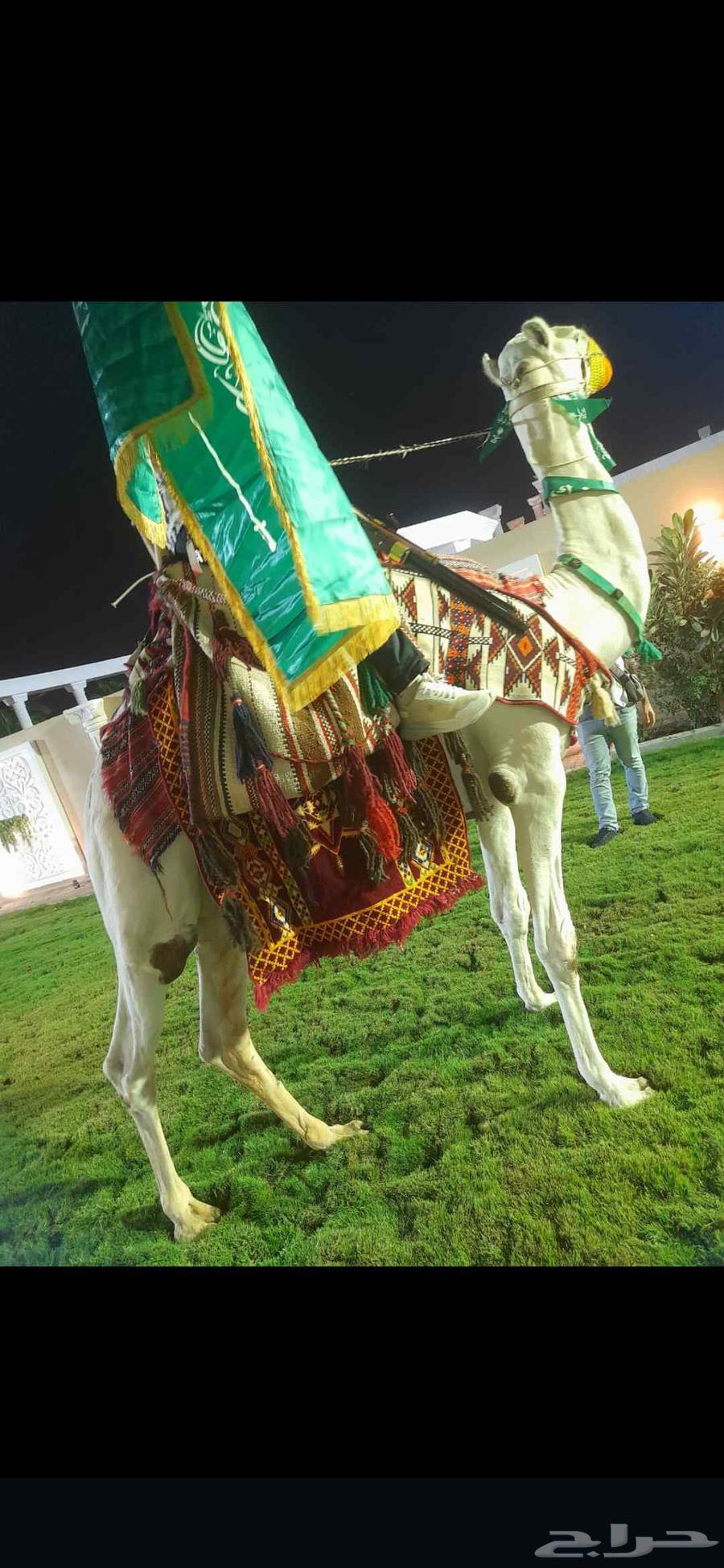 خيول وجمال للإيجار64624450079362114