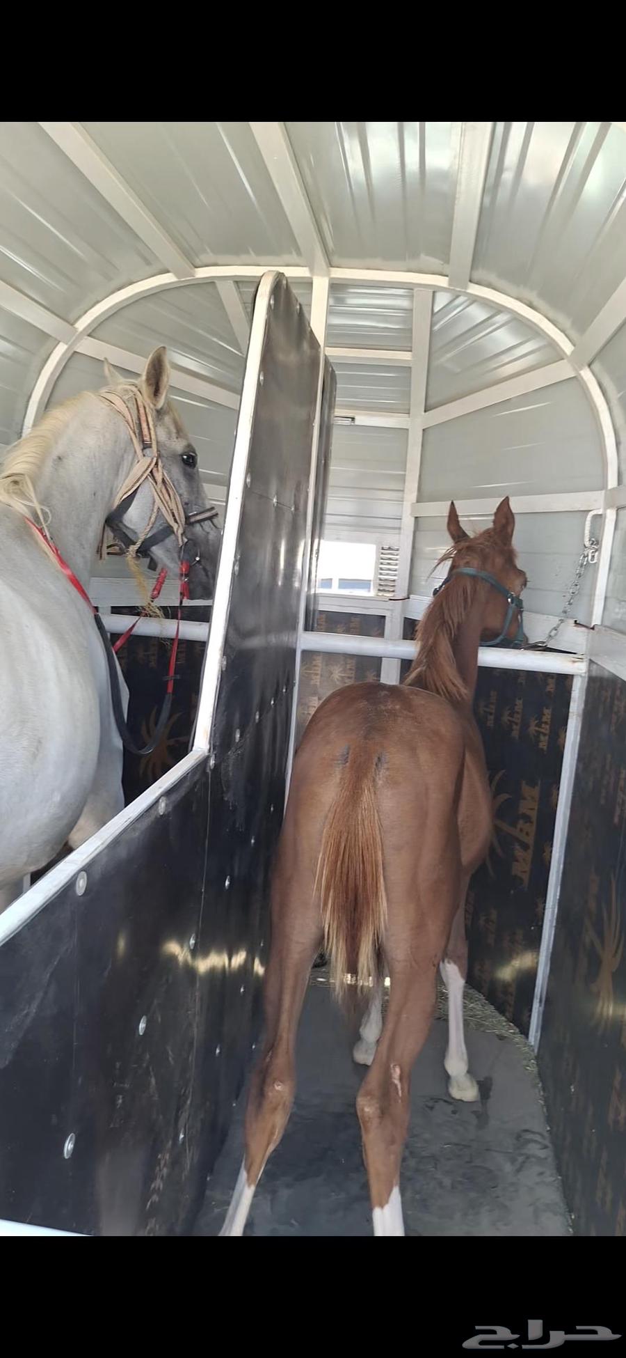 عربة خيل راسين جاهزه للنقل داخل وخارج جده64417903836034112