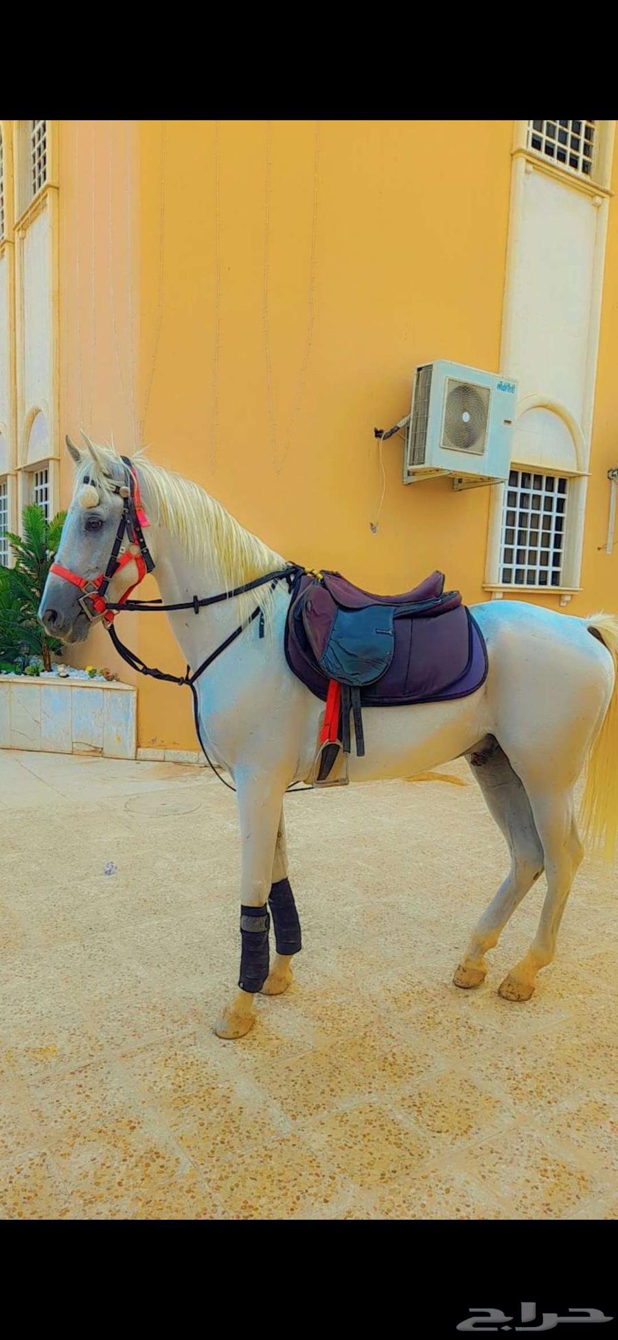 خيول وجمال للإيجار64624450079362112