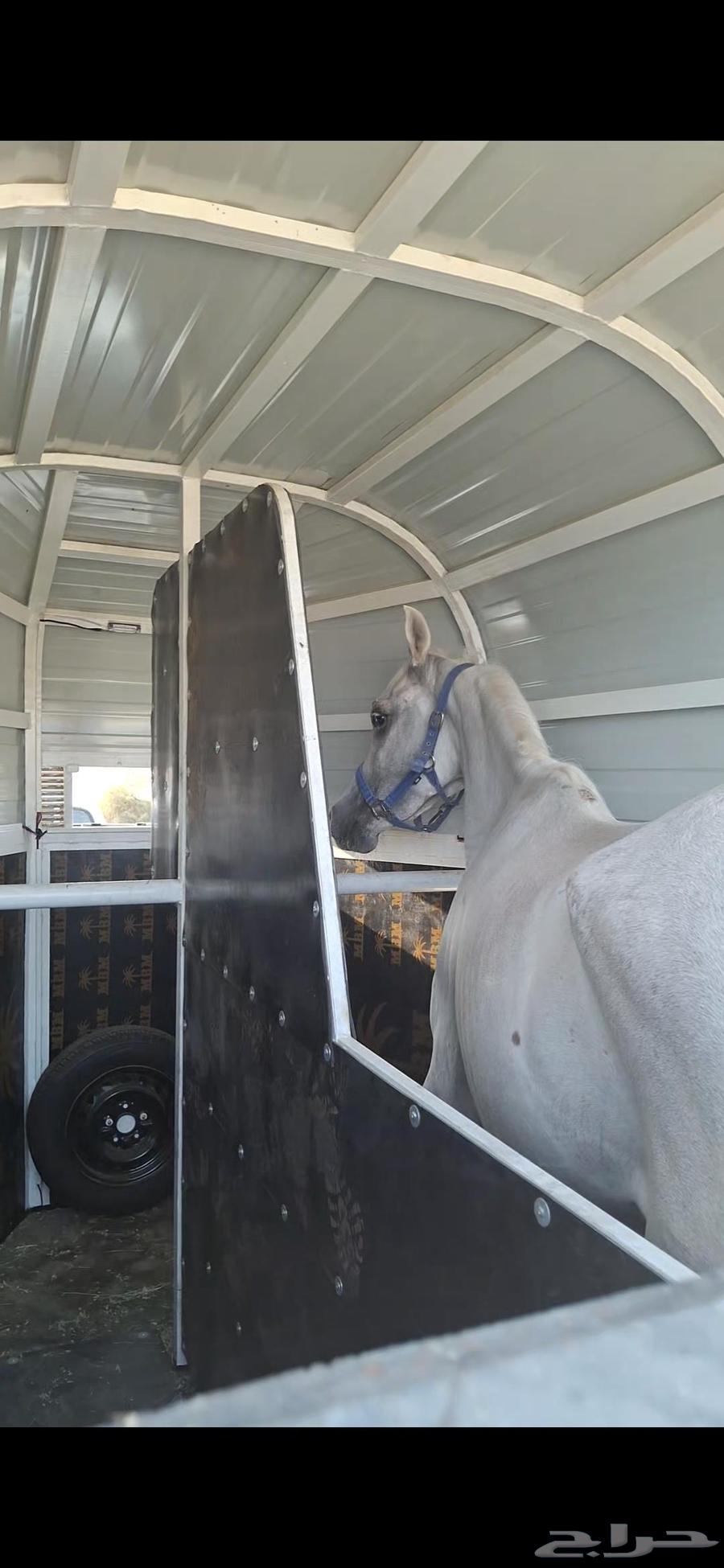 عربة خيل راسين جاهزه للنقل داخل وخارج جده64417903836034113