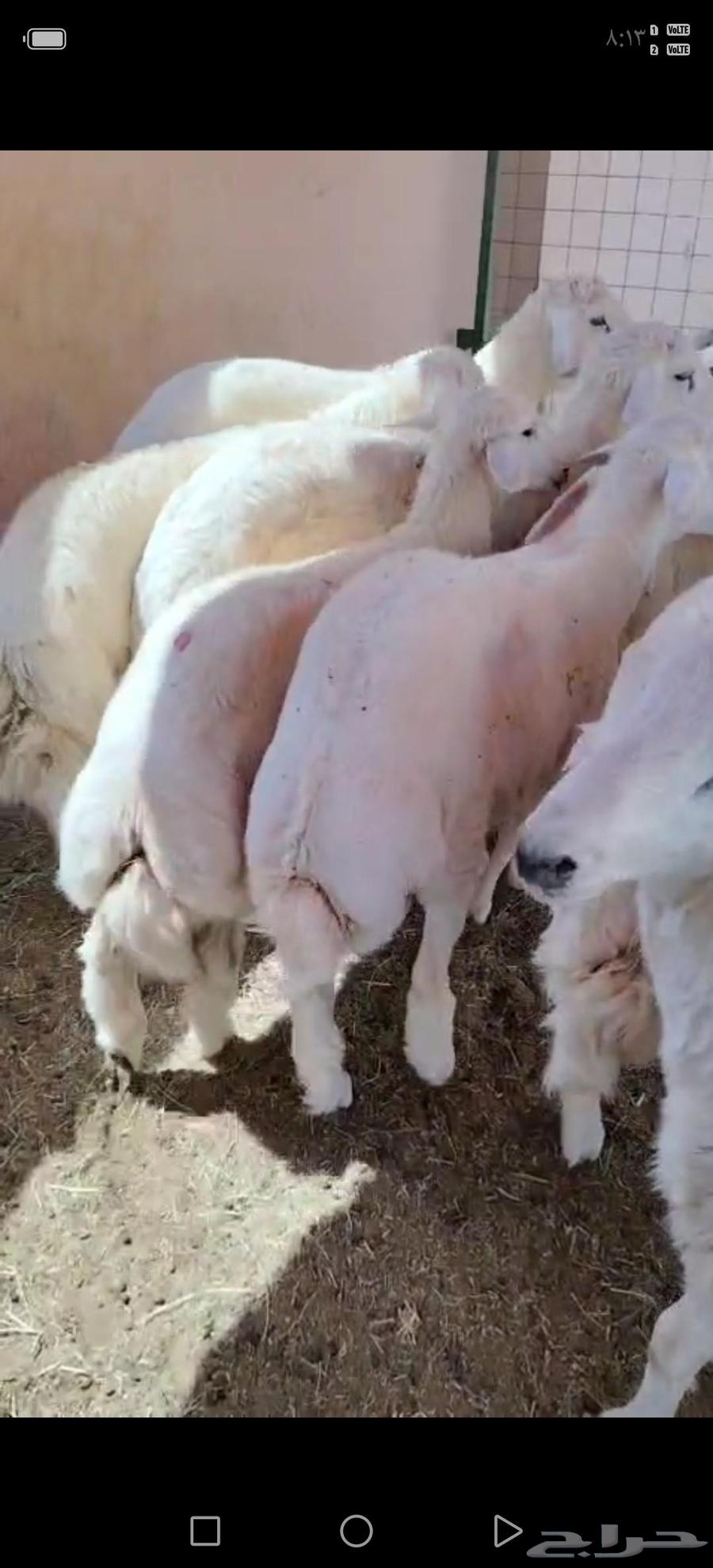 Ben Juma for sacrificial animals64618301956867113