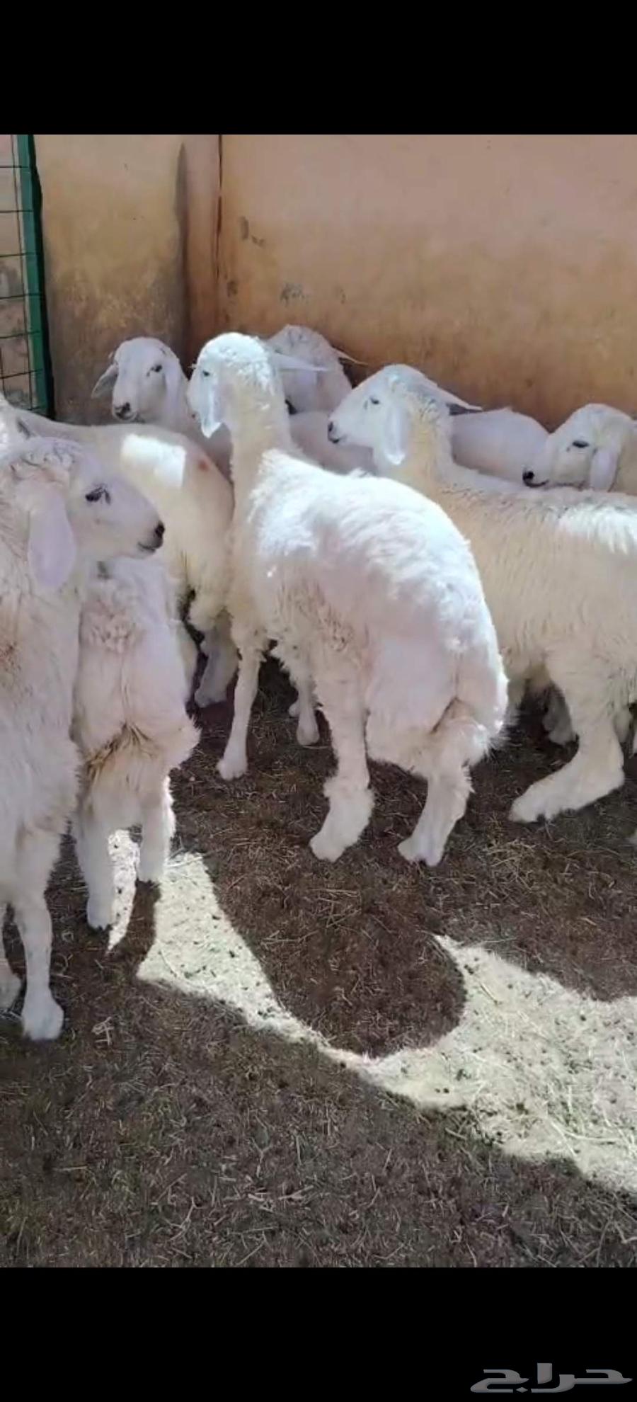 Ben Juma for sacrificial animals64618301956867110