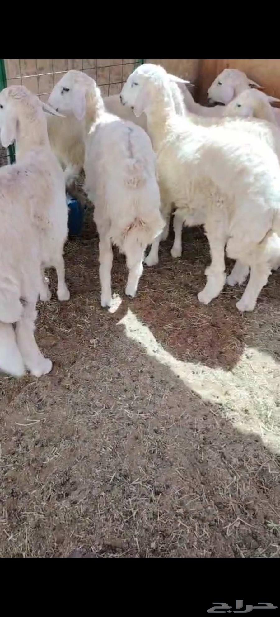 Ben Juma for sacrificial animals64618301956867111