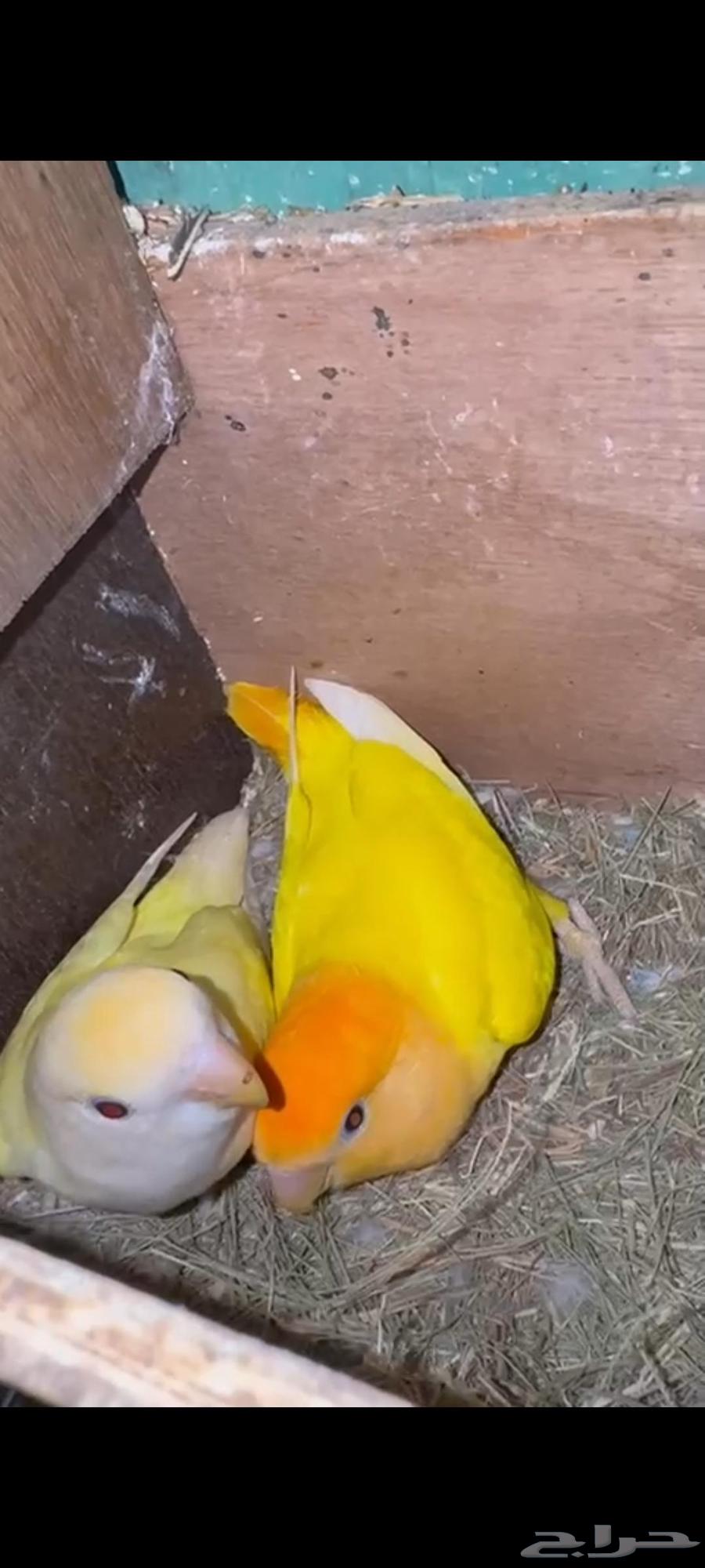 للبيع جوز روز64624499638274110