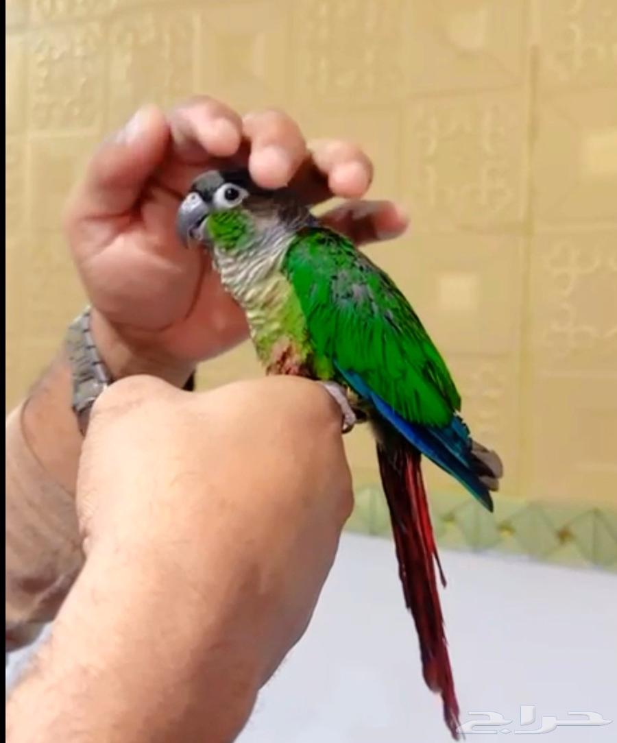 اليف كنيور قرين شيك64620792582915114