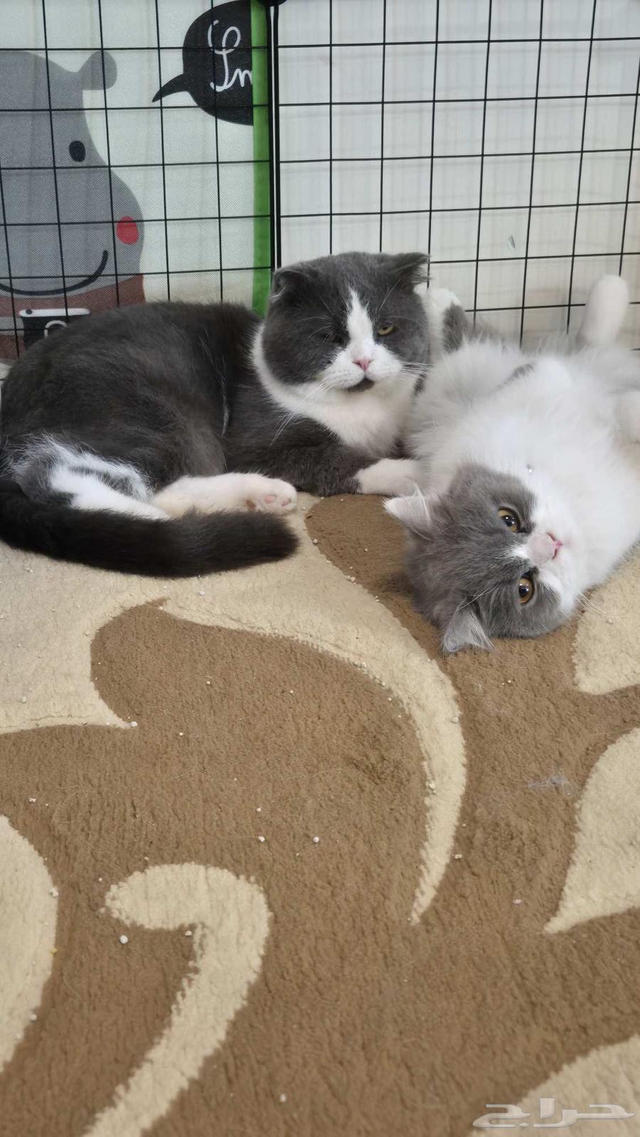 قطتين بريطانيتين ذكر وأنثى مطعمة للبيع64620392463105110