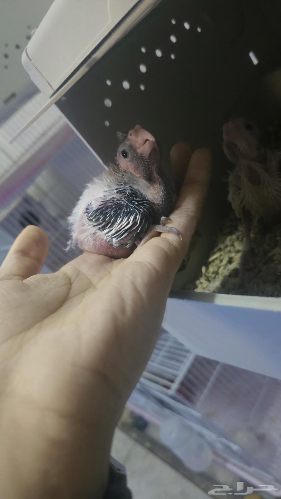 فروخ كروان ( تم البيع )64623960727939111