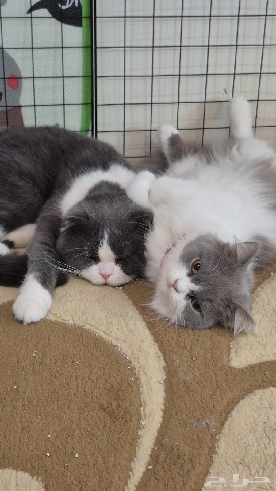 قطتين بريطانيتين ذكر وأنثى مطعمة للبيع64620392463105111